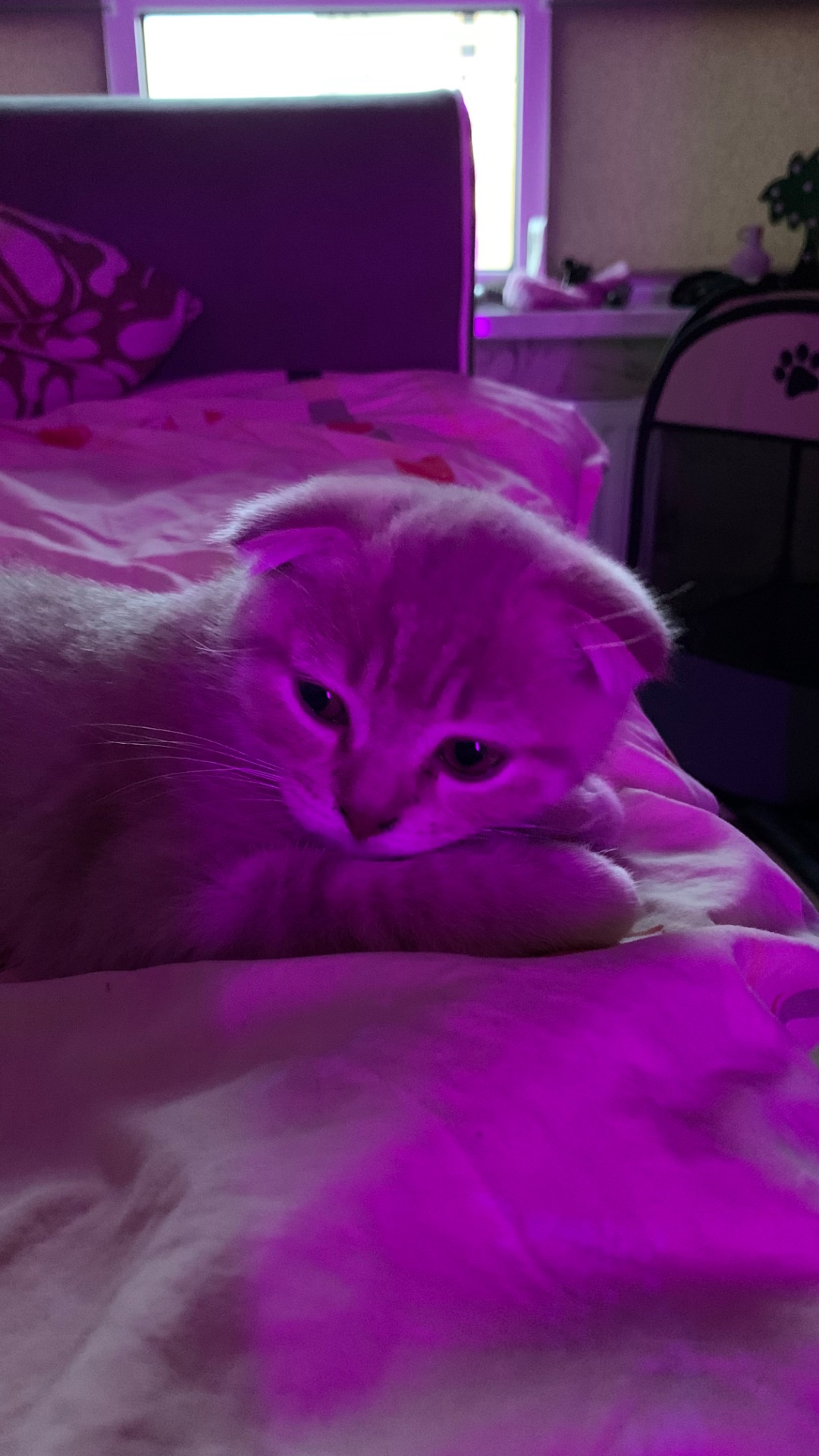 кошеня шотландське висловухе