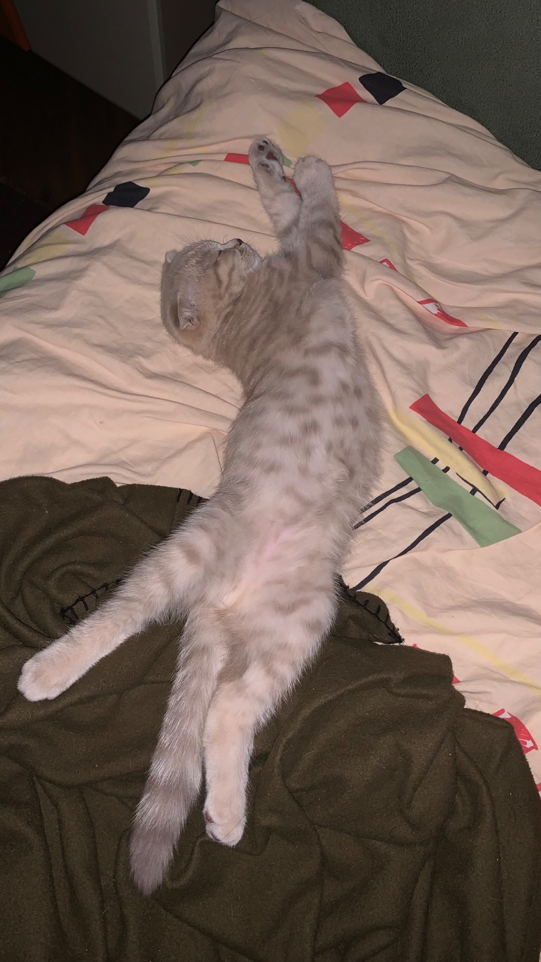 кошеня шотландське висловухе