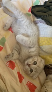 кошеня шотландське висловухе