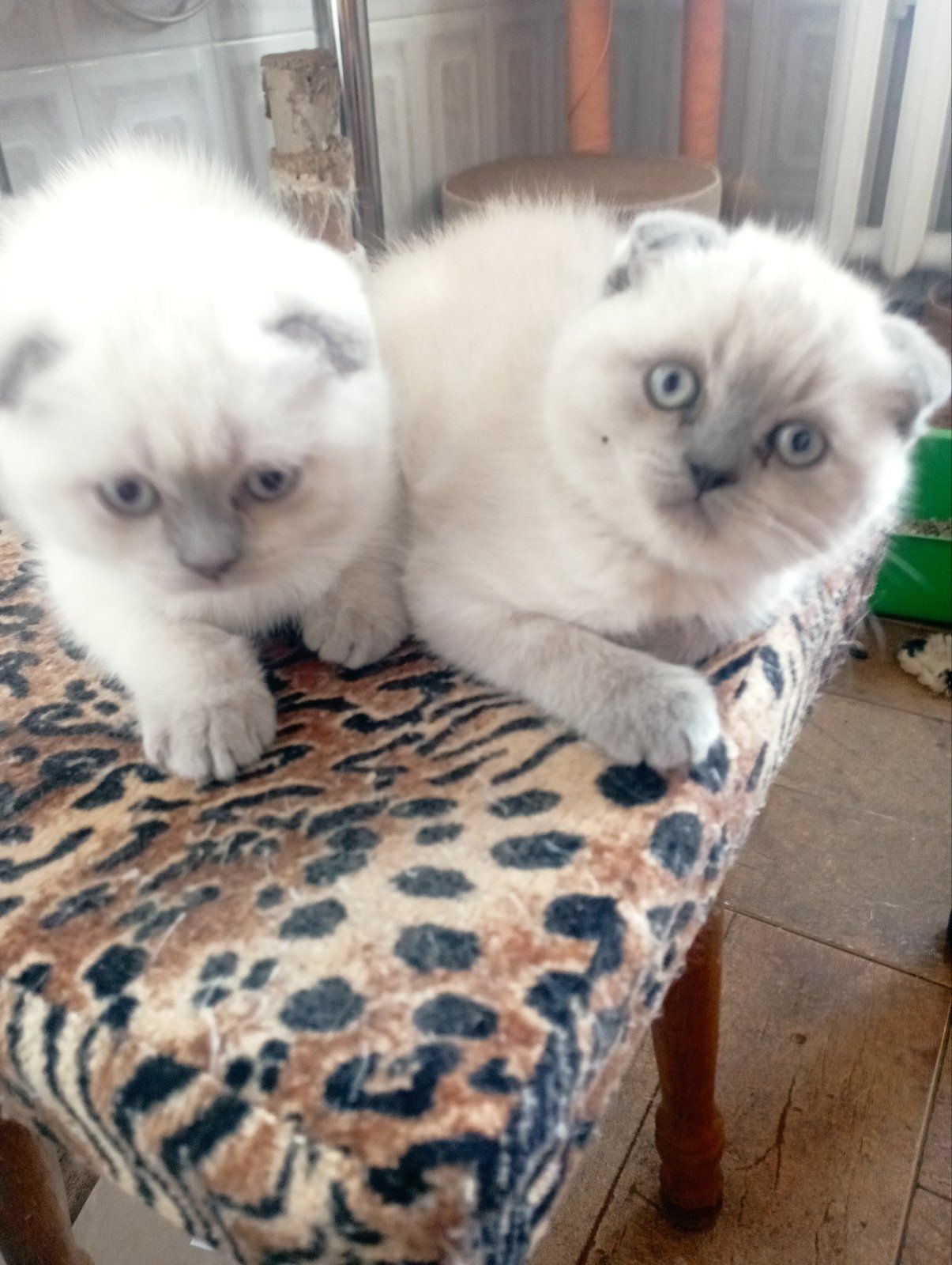 Продам шотландських шикарних котят