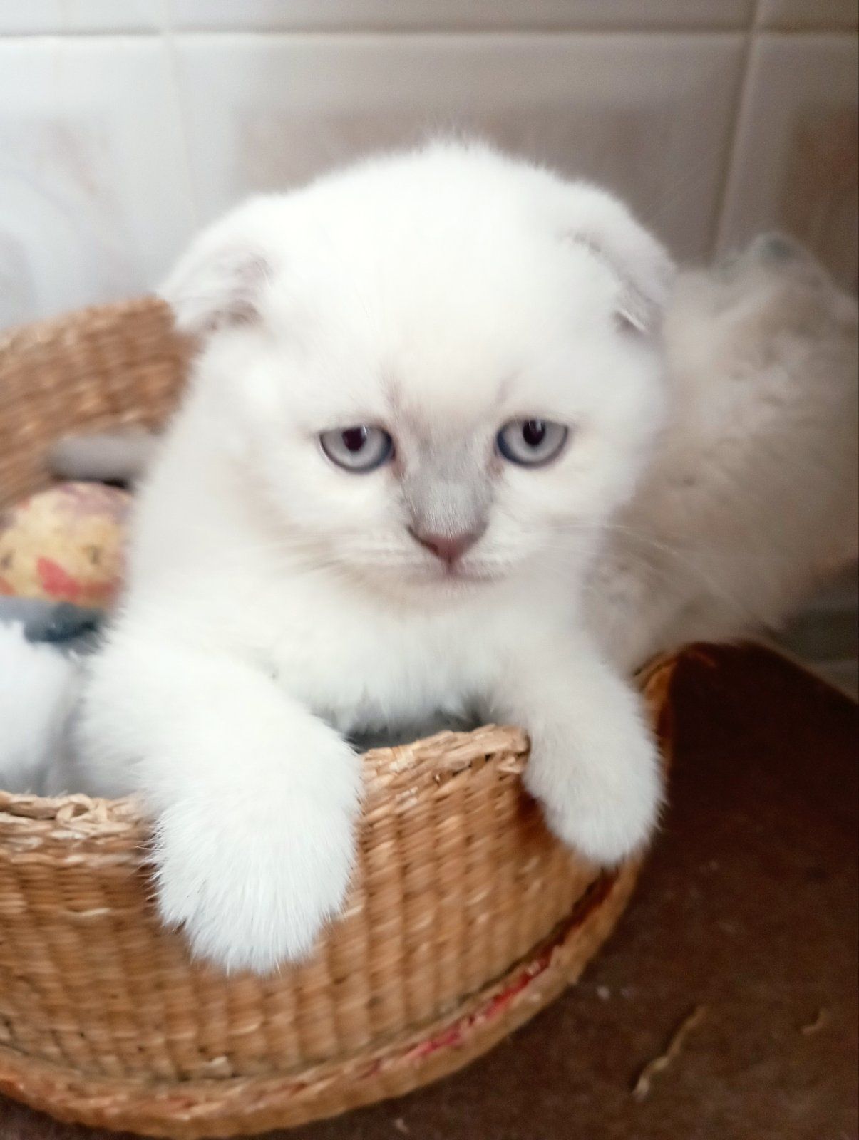 Продам шотландських шикарних котят