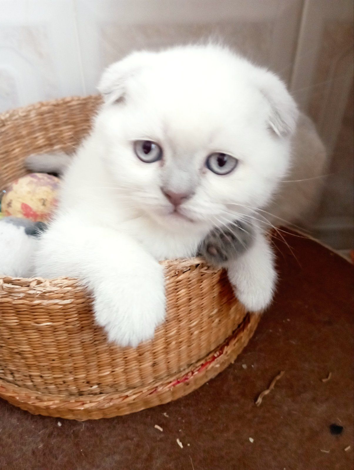 Продам шотландських шикарних котят