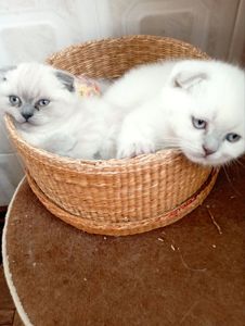 Продам шотландських шикарних котят