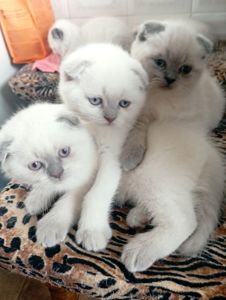 Продам шотландських шикарних котят