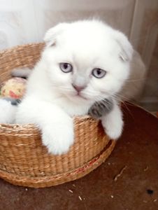 Продам шотландських шикарних котят