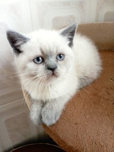 Продам шотландських шикарних котят