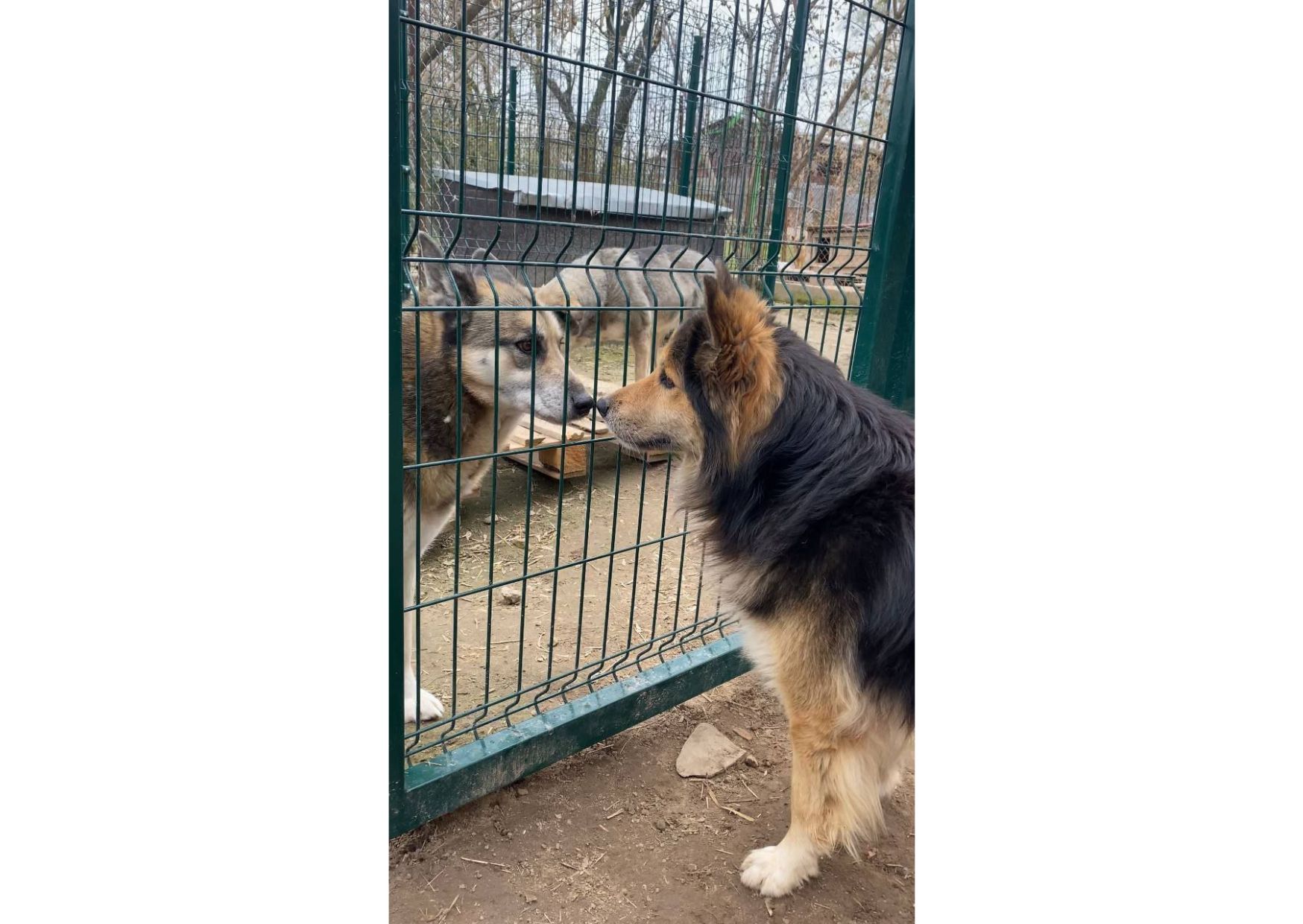 Неймовірний песик вірить в диво і чекає на своїх людей