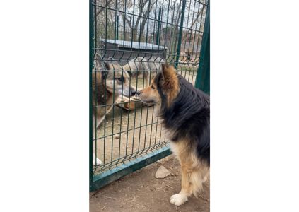 Неймовірний песик вірить в диво і чекає на своїх людей
