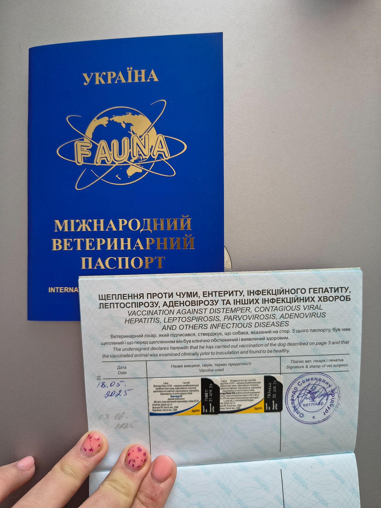Цуценята німецької вівчарки