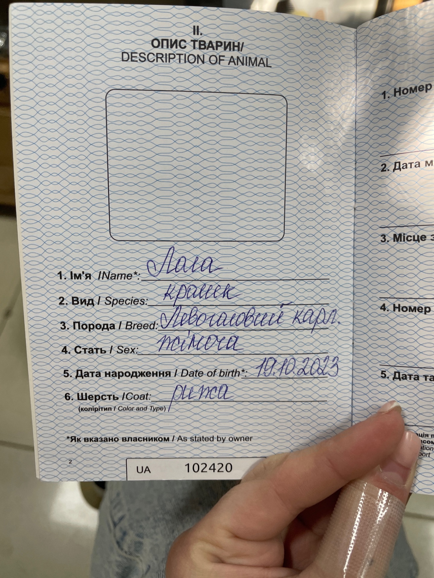 Левоголовий карликовий