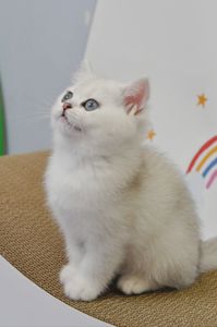Британські кошенята срібна шиншила