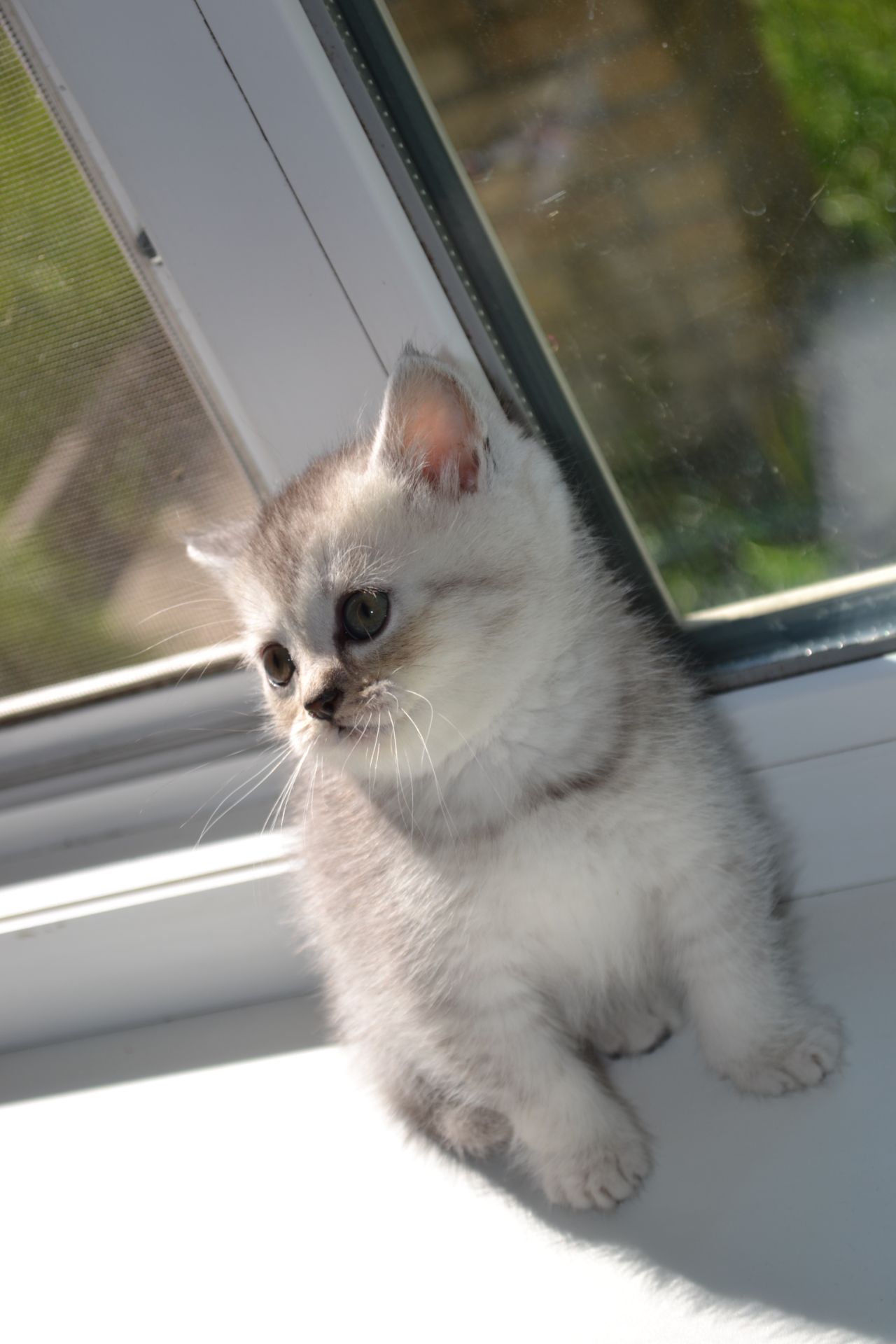 Котенок мальчик