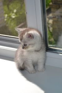 Котенок мальчик