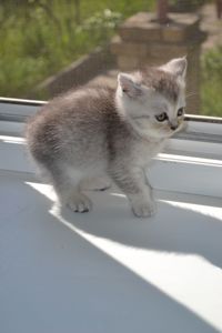 Котенок мальчик