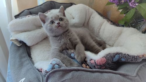 Кошенята висловуха та прямовухі