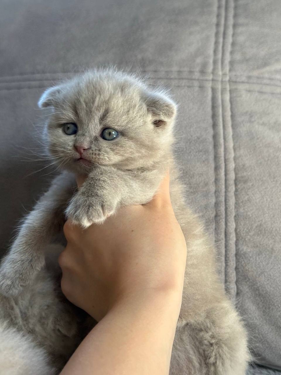 Кот Кокос