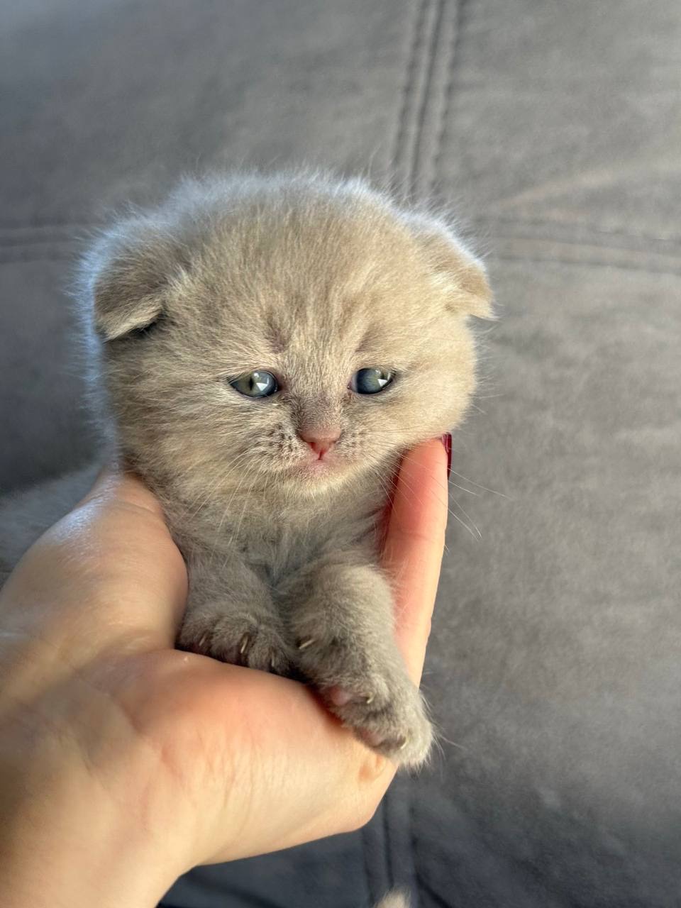 Кот Кокос