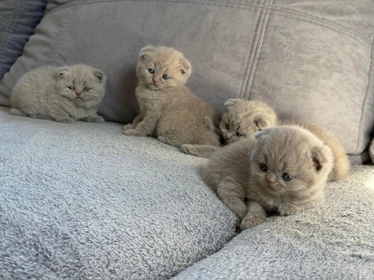 Кот Кокос