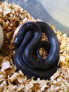 Lampropeltis getula nigrita