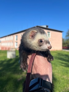 харек