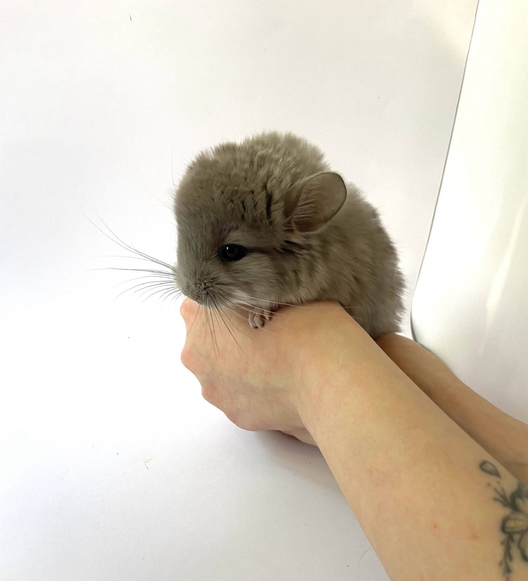 Шиншила. Самичка