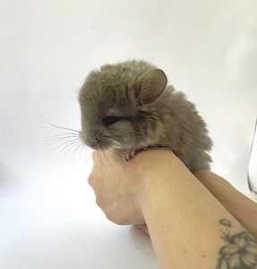 Шиншила. Самичка