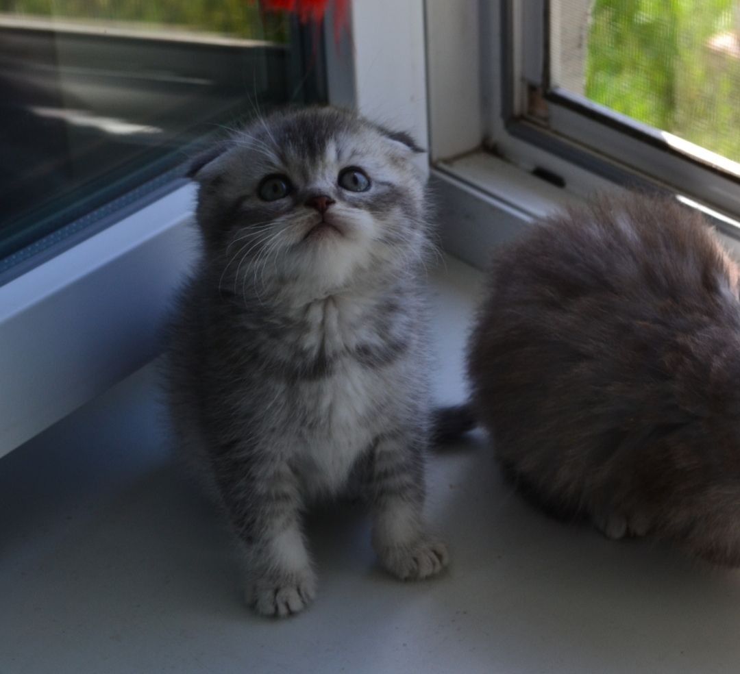 Котята фолд голубая шиншилла котенок