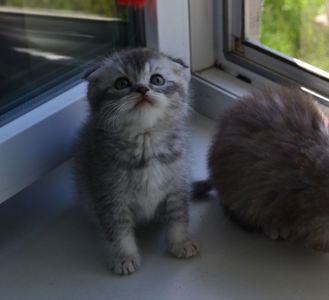 Котята фолд голубая шиншилла котенок