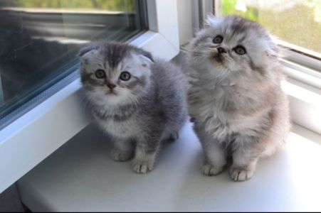 Котята фолд голубая шиншилла котенок