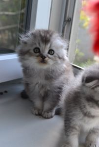 Котята фолд голубая шиншилла котенок