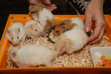 Хом'яки сирійські, хом'як для дітей, ручні різнокольорові хом'ячки