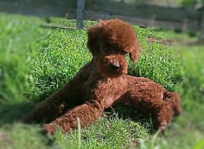 Миниатюрный мальчик пудель