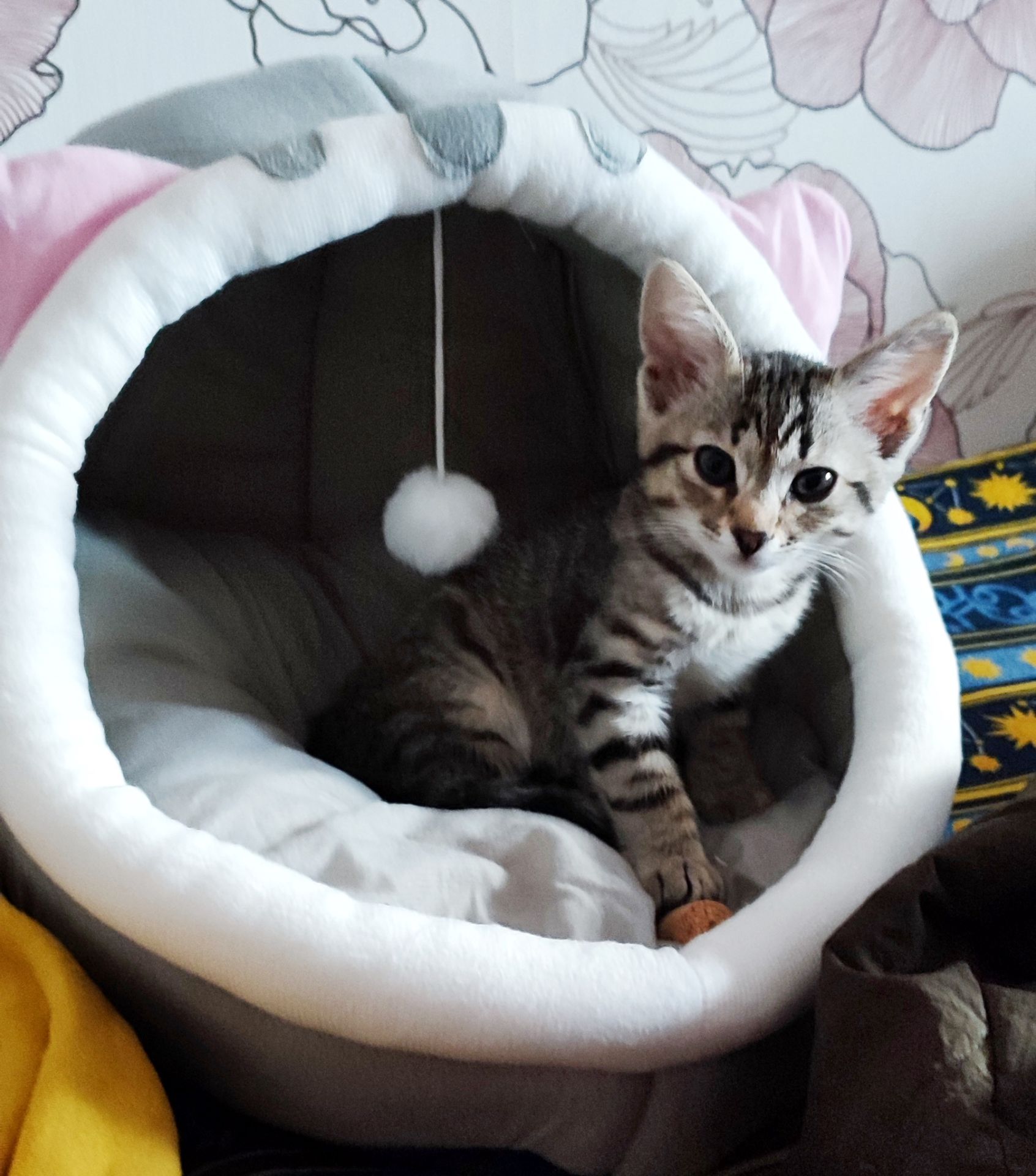 Кошеня