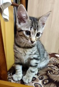 Кошеня
