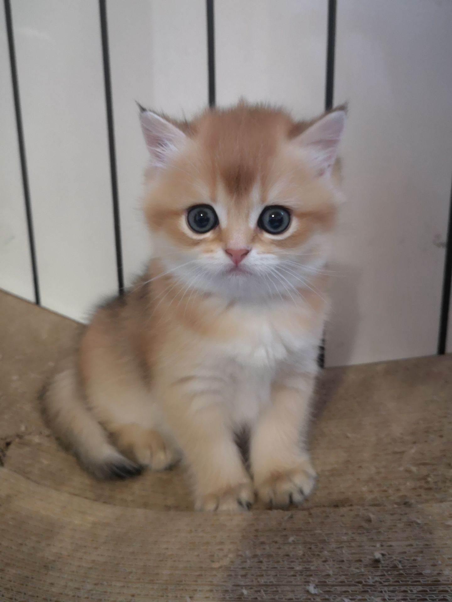 Котята бритиш скоттиш-страйт золотой шиншиллы