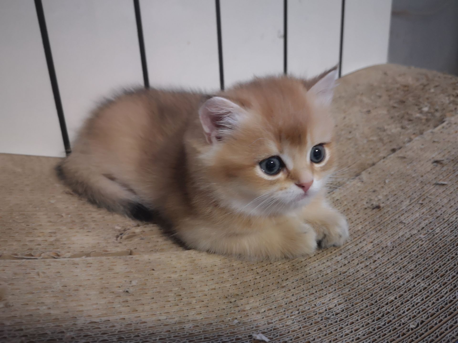 Котята бритиш скоттиш-страйт золотой шиншиллы