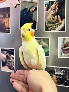 Корела нимфа, корелла птенцы ручные выкормыши