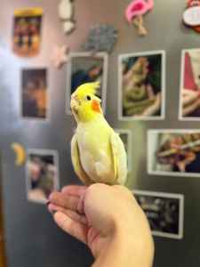 Корела нимфа, корелла птенцы ручные выкормыши