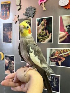 Корела нимфа, корелла птенцы ручные выкормыши