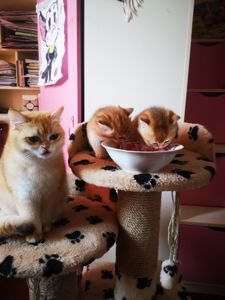 Котята бритиш скоттиш-страйт золотой шиншиллы
