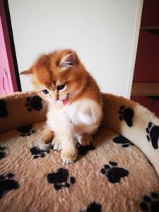 Котята бритиш скоттиш-страйт золотой шиншиллы