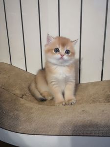 Котята бритиш скоттиш-страйт золотой шиншиллы