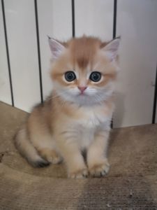 Котята бритиш скоттиш-страйт золотой шиншиллы