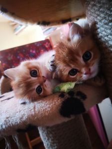 Котята бритиш скоттиш-страйт золотой шиншиллы