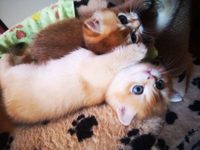 Котята бритиш скоттиш-страйт золотой шиншиллы