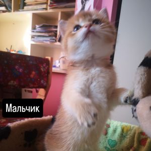 Котята бритиш скоттиш-страйт золотой шиншиллы