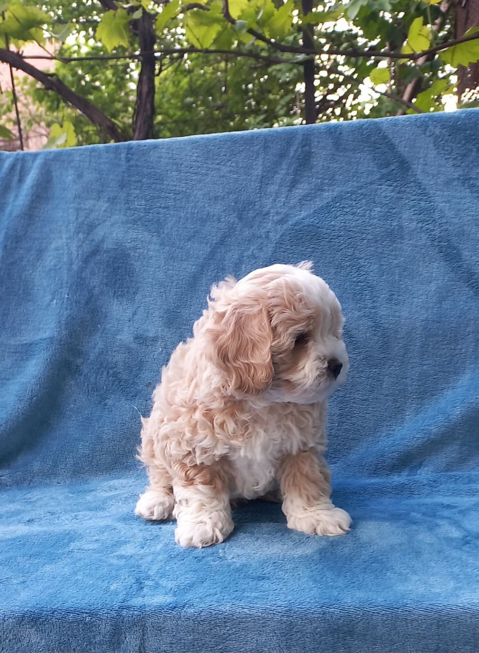 Продам чарівного щеня мальтіпу 🐾 Хлопчик