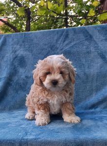 Продам чарівного щеня мальтіпу 🐾 Хлопчик