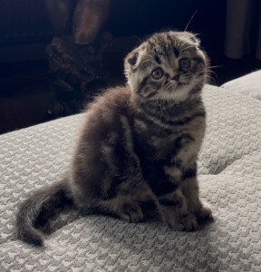 Неймовірно лагідне Шотландське кошеня, хлопчик