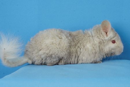 Гомобежевий рекс дівчинка шиншила